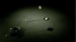 Watch the Echo City video