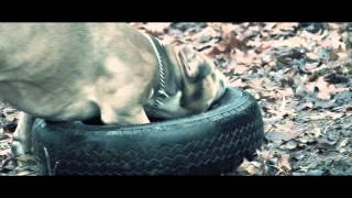 Watch the Treat You Like A Pit (ft. Veinte Weeks, Ricky Gramz)  video