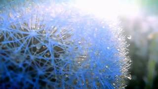 Watch the Seasons (ft. Dj Bazza) video