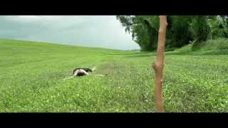 View the Laurent  video