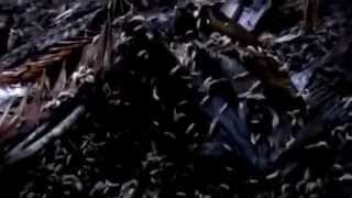 Watch the Ignorance video