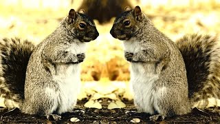 Watch the Conspiracy Nut video