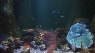 Watch the Don't Be Shy video