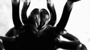 Play the Past Tense video