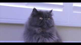 Play the Only Shadow video