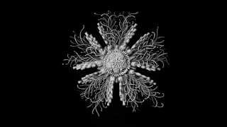 View the Grano video