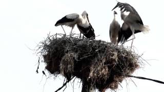 Watch the For The Birds video