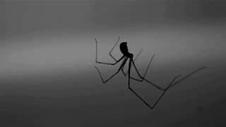 Discover the Time Flies For A Spider video