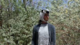 Discover the Dreaming of Lemurs video