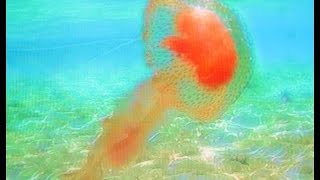 Watch the Pure ZaQ video