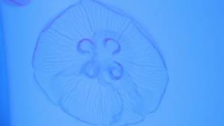 Harrowgrove - Stay Away From The Water