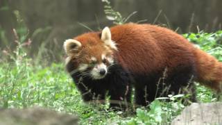 Watch the Wild and Free video