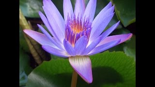 Watch the Sweet December Day video