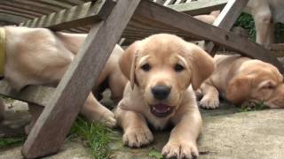 Watch the Still Into You video