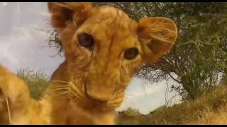 Watch the Anthem For Animals (Ft. Azucena Azul) video