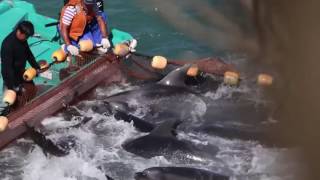 View the Mercy video