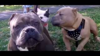 Play the DopeMaine 2016 video